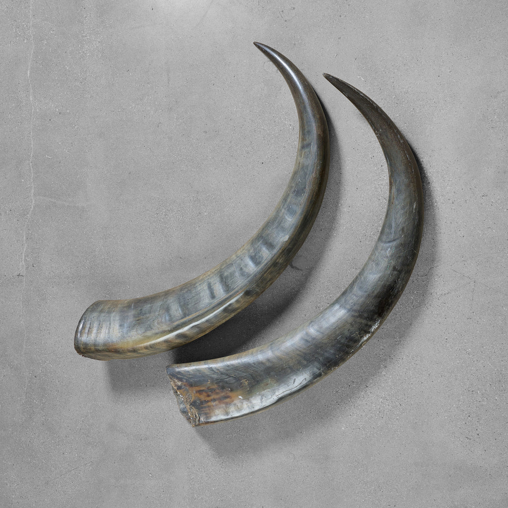 Pair of Water Buffalo Horns